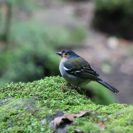 Σπίτι διακοπών Cozy Cottage, 2br Terrace & Mountain Views Santana (Madeira)