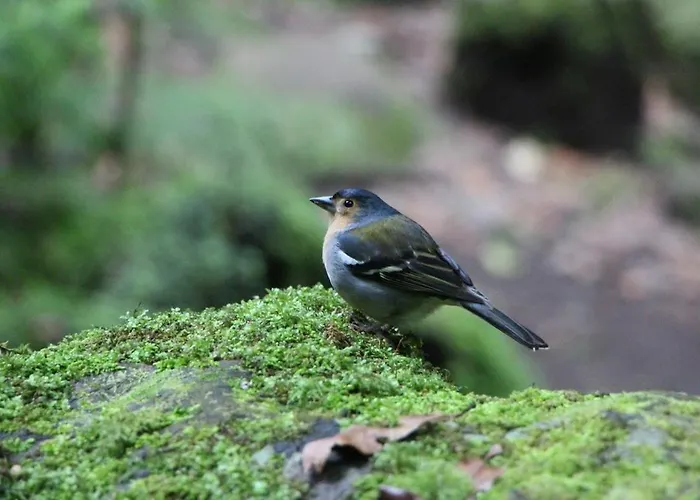Σπίτι διακοπών Cozy Cottage, 2br Terrace & Mountain Views Santana (Madeira)